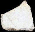 Fossil Turtle Shell Section - Montana #71223-1